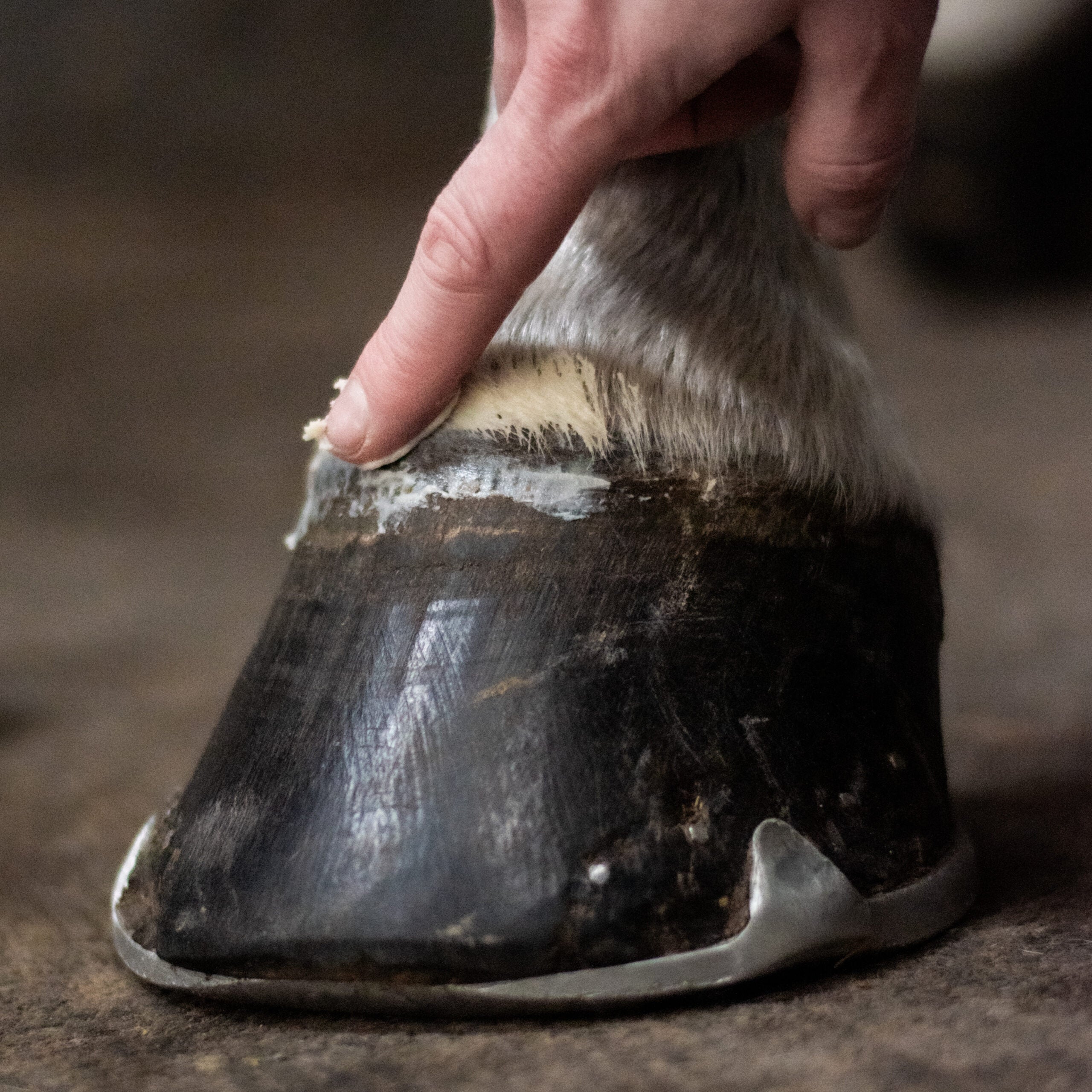 Hoof Grow - Onguent pour sabots