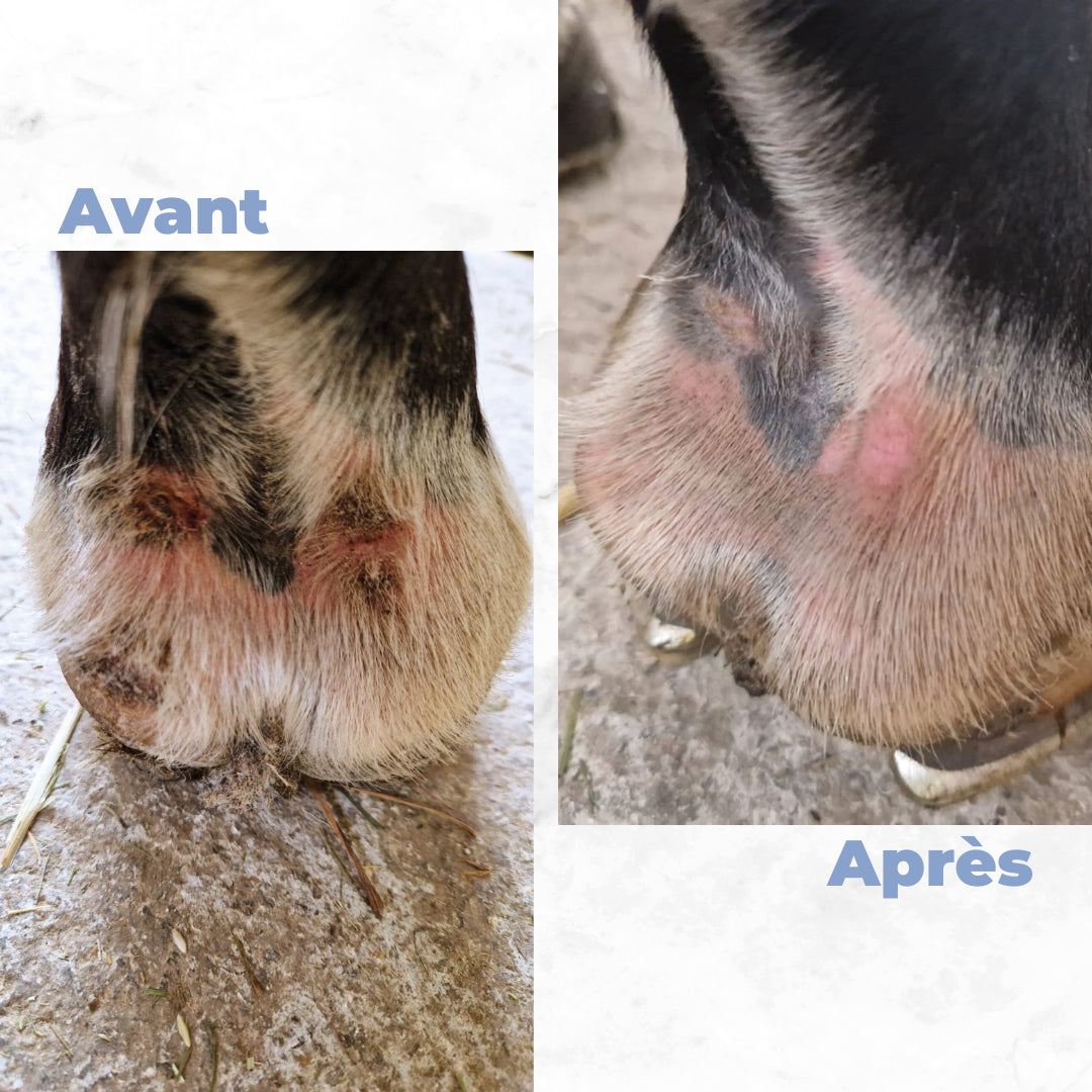 Mud Care - Crème contre les crevasses et la gale de boue