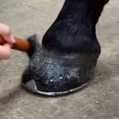 Hoof Cream - Graisse nourrissante pour sabots